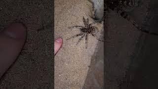 Lycosa singoriensis spider scaryspider tarantula [upl. by Leunamme]