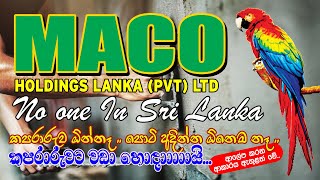 Maco Super Plaster How to use For Plastering and Made In Sri Lanka Recommendation [upl. by Nylhtak]