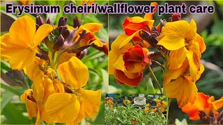 Erysimum cheiriwallflower plant care and grow tipsएरीसिमम चीरी फूल के पौधे की देखभाल कैसे करे [upl. by Vigor]