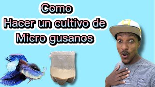 Como hacer un cultivo de Micro gusano de avena pla [upl. by Kristine]