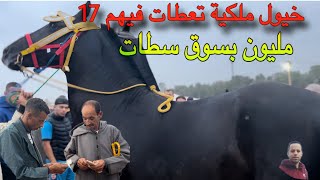 سوق سطات 🚨 دخول خيول ملكية تعطات فيهم 17 مليون 💰 وشرويط دار تجارة حلال يارسول الله [upl. by Annawek]