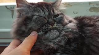 MY CAT EYE INFECTION TREATED BY AMOXICILLIN [upl. by Migeon]