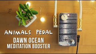 Animals Pedal Dawn Ocean Meditation Booster [upl. by Rockefeller]