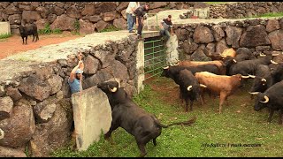 “Apartar de Touros” – Ganadaria AA – Álvaro Amarante – Ilha de São Jorge [upl. by Ethel30]