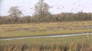 Wigeon in flight [upl. by Lawrenson884]