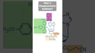 What is Phosphoramidite Synthesis [upl. by Vincents457]