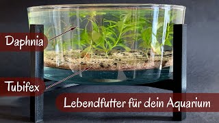 Lebenfutter für dein Aquarium einfach selber züchten  Daphnia  Tubifex in der Tischdekoration [upl. by Lamphere353]