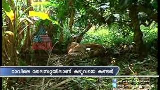 Task force capture and kills Wild Tiger in Wayanad  Caught on Video [upl. by Solita80]