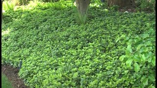 pachysandra  6 Detailed Highly Effective Tips on Growing [upl. by Hakon]