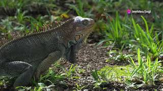 Rescuing Green Iguanas  Reptile rescue [upl. by Keever]