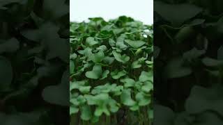 Growing broccoli microgreens microgreenssalads  Close up 6d in 29s microgreens howto plants [upl. by Otreblada]