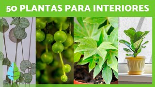 50 PLANTAS de INTERIOR Resistentes y Fáciles de Cuidar 🌵🌼 Nombres y Cuidados [upl. by Ahsiekit]