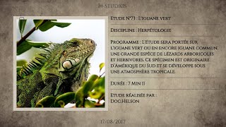 LIGUANE VERT  IGUANA IGUANA  Liguane commun [upl. by Anzovin]