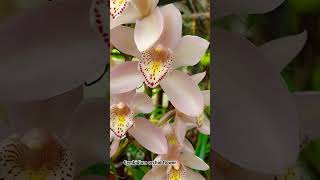 Beautiful cymbidium orchid flowers cymbidium flowers ❤️ [upl. by Nipahc386]