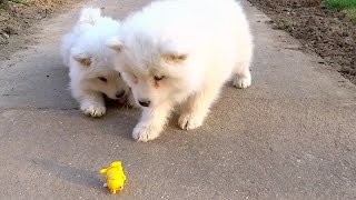 Samoyed Puppies Fight WindUp Toy Frog [upl. by Laurella]