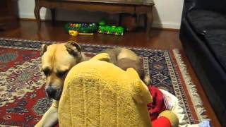 Cane Corso Temperament  Baby with Italian Mastiff [upl. by Aillimac666]