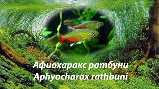 Афиохаракс ратбуни  Aphyocharax rathbuni афиохараксAphyocharax [upl. by Ashla]