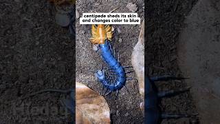 Centipede molting to blue skin centipede insects animals animalshorts [upl. by Araek]