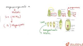 THE PISTILMEGASPORANGIUM OVULE AND EMBRYO SAC [upl. by Johm]