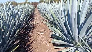 hablando del precio del agave 2024 [upl. by Jeniffer]