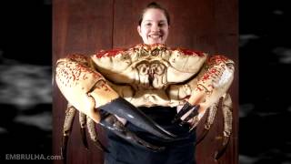 Größter Krabbe der Welt  The biggest crab in the world [upl. by Sadoc]