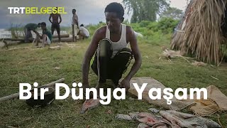 Bir Dünya Yaşam  Afrikada Balıkçılık  TRT Belgesel [upl. by Eusebio306]