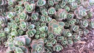 Best Perennials For Sun  Sedum Lime Zinger Stonecrop [upl. by Jone]