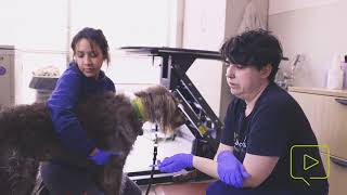 Administering Rabies Vaccine to a Dog [upl. by Erodroeht]