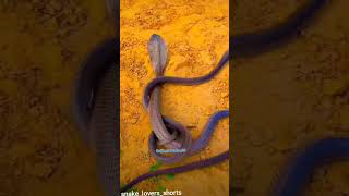 Black cobra vs Black cobra fight spectaclecobra subscribe like animal lover [upl. by Nnyleimaj]