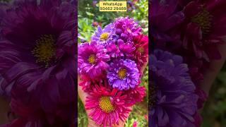 asters My garden aster flower saplings n seeds sale WhatsApp 93462 29469 ytshorts shorts [upl. by Nilloc519]