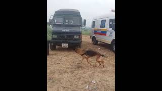 Narcotics detection k9 sangli dog squad lucy [upl. by Ermin81]