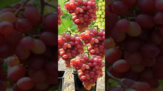 the best method of planting to propagate a vine by cuttingsgrowingfruits [upl. by Ecinej]