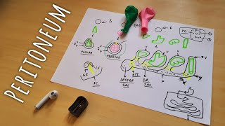 Peritoneum Anatomy  Part 2 Overall Explanation  TCML Charts  The Charsi of Medical Literature [upl. by Brandenburg996]