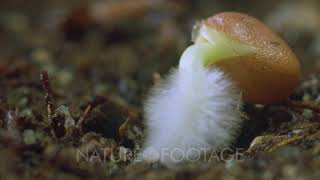 Radish Seed Germinates On Top Of Ground Root Hairs Form [upl. by Thagard982]