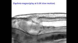 Daphnia magna heart beat video [upl. by Mattland124]