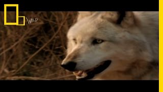 Wolf Bite  Dangerous Encounters Bite Force 2  National Geographic [upl. by Hareehahs402]