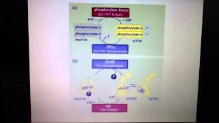 Phosphorylation and dephosphorylation  phosphatases activating and deactivating proteins [upl. by Rabbaj]