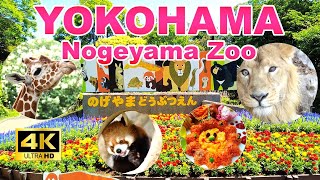 【4K🇯🇵】Free admission Visit the Nogeyama Zoo in Yokohama where you can easily meet animals [upl. by Edric]