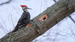 Pileated Woodpeckers at 15 speed in Pittsburghs Frick Park [upl. by Ritchie738]