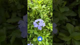 Plumbago  Easy to Care amp Hardy [upl. by Bradford]