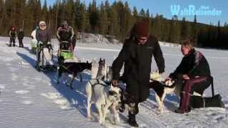 Hundeschlittenfahrt in Lappland [upl. by Ademla]