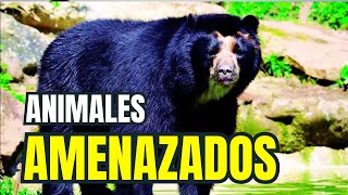 12 especies de ANIMALES amenazados en COLOMBIA  Jose Moreno Biólogo [upl. by Mariejeanne]