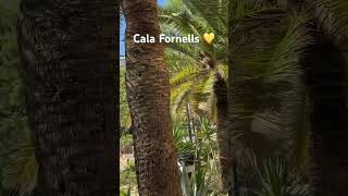 Cala Fornells 💛 Mallorca 🇪🇸 Paguera 🌴 ganzes Video httpsyoutubesmZLi63RofM [upl. by Ultan]