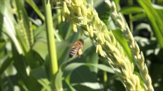 Honeybee pollination of corn [upl. by Orthman497]