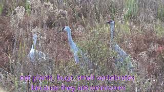 SANDHILL CRANE song [upl. by Kennie]