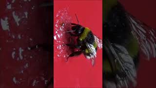 Bombus arısı beslemek insectsarı [upl. by Rapsac]