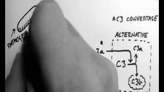 Complement 3  Classical and MBL Pathways [upl. by Clio]