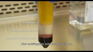 Isolate PBMCs with Lymphopure™ [upl. by Haig]