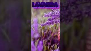 LAVANDA APRENDA COMO CUIDAR plantas plantasnaturais [upl. by Emolas]