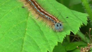 Ringelspinner Malacosoma neustria Eifel Dohr [upl. by Ecyak]